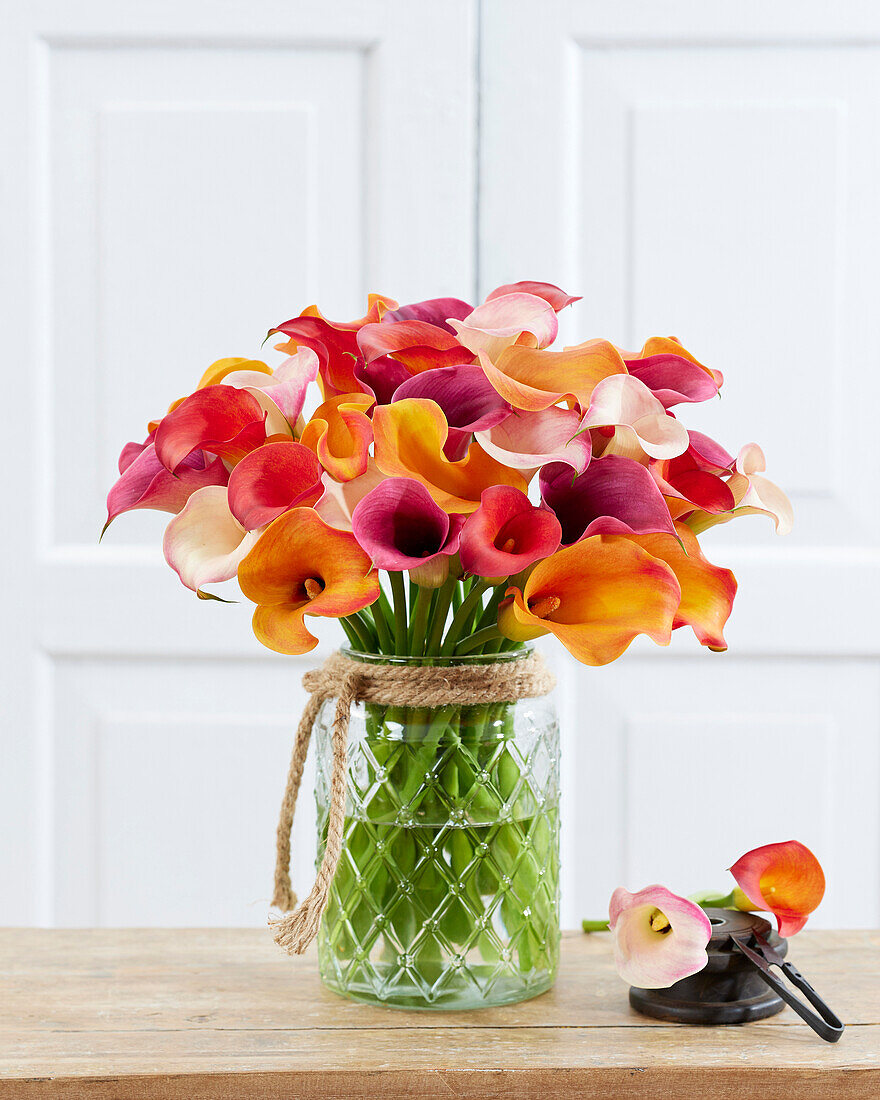 Zantedeschia Fire mix