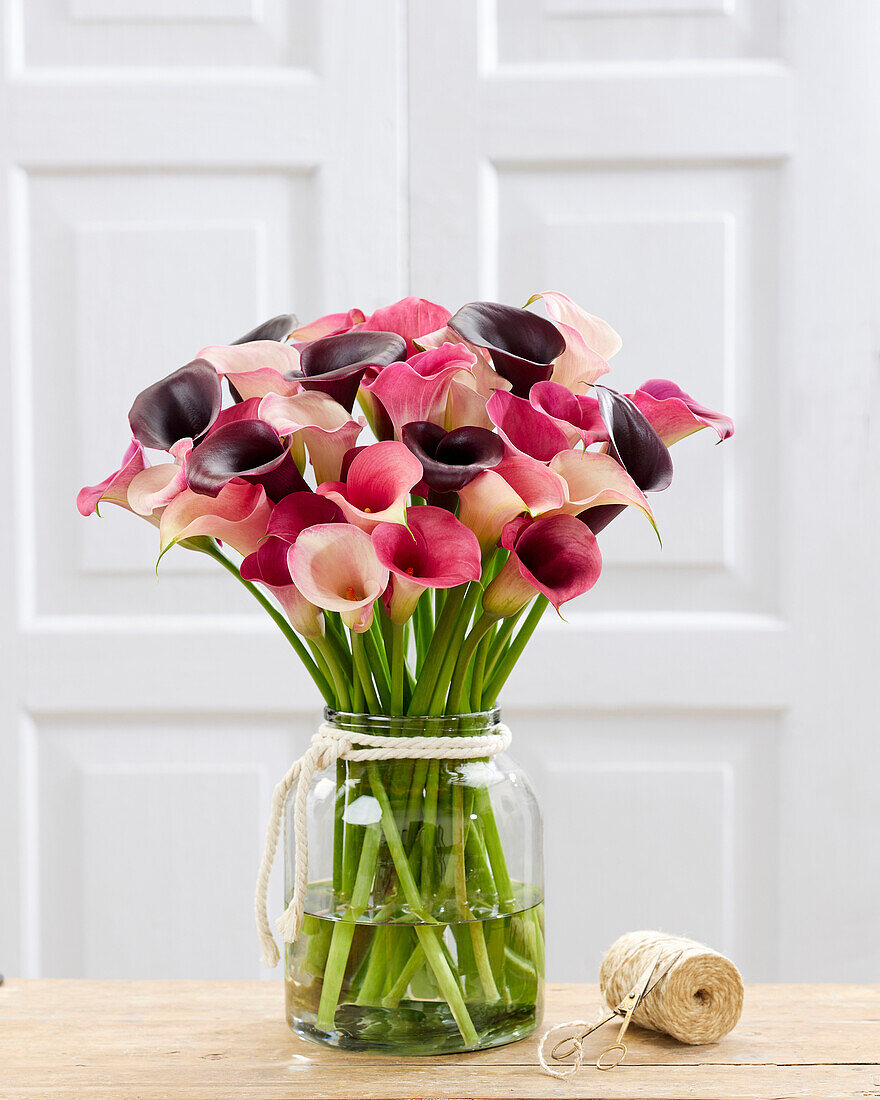 Zantedeschia Luxury mix