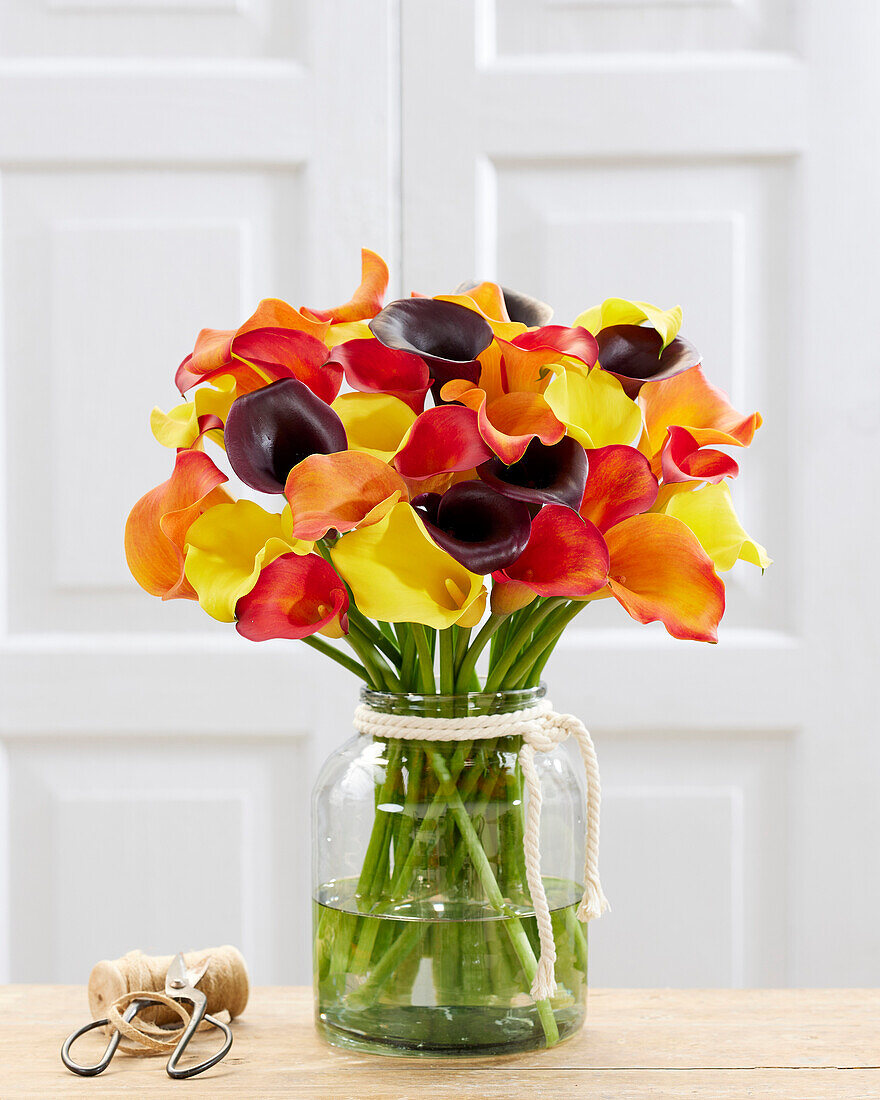  Zantedeschia Sunny mix