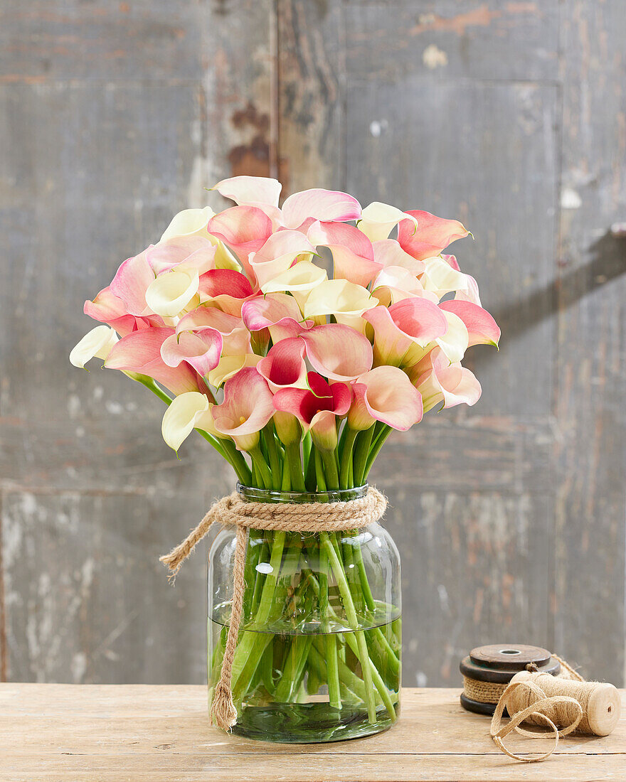 Calla (Zantedeschia) 'Bridal', Mischung