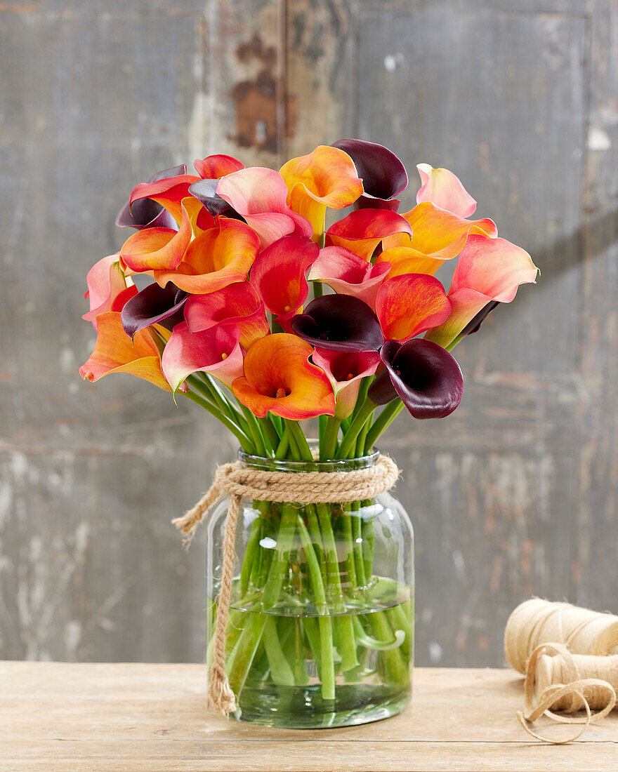 Zantedeschia Passion mix