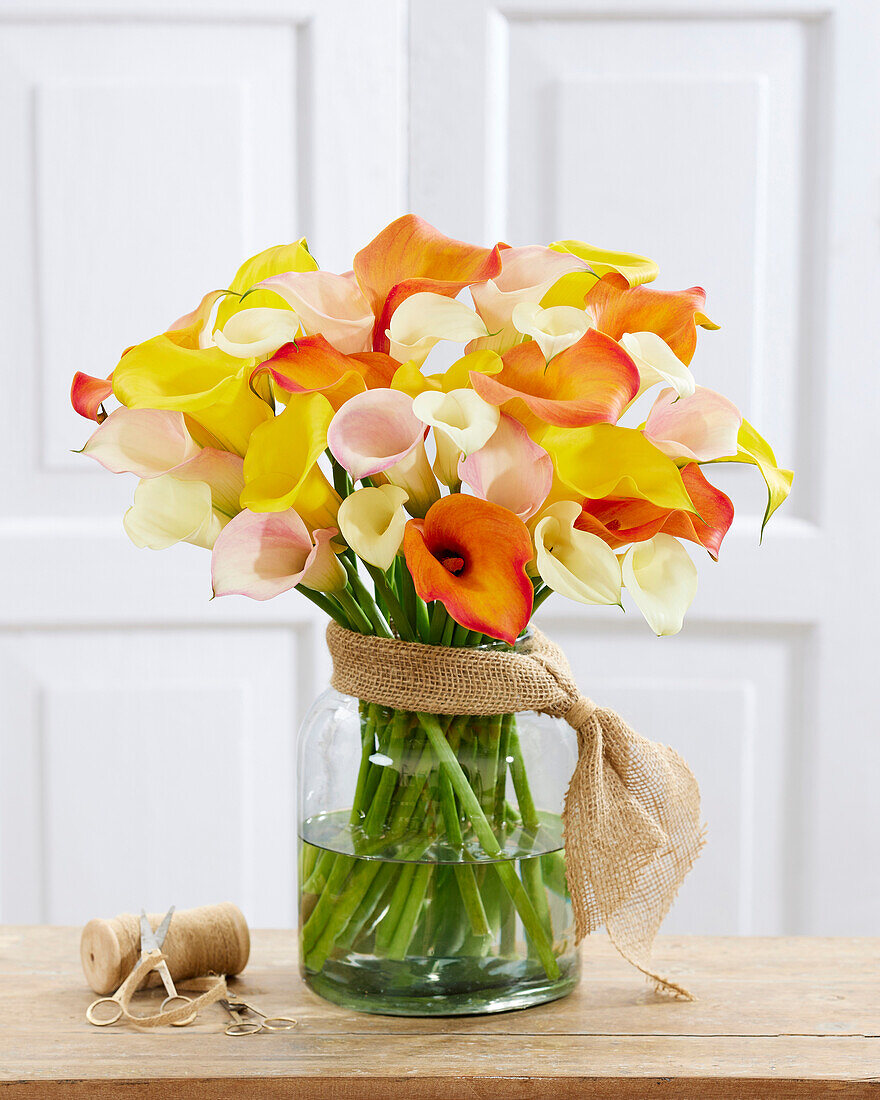 Zantedeschia Pastel mix