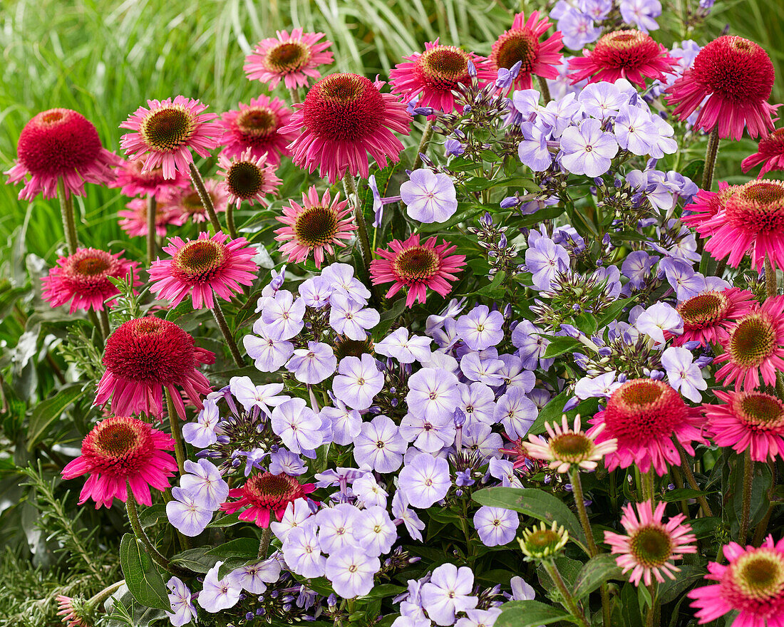 Echinacea Delicious Candy, Phlox paniculata Laura