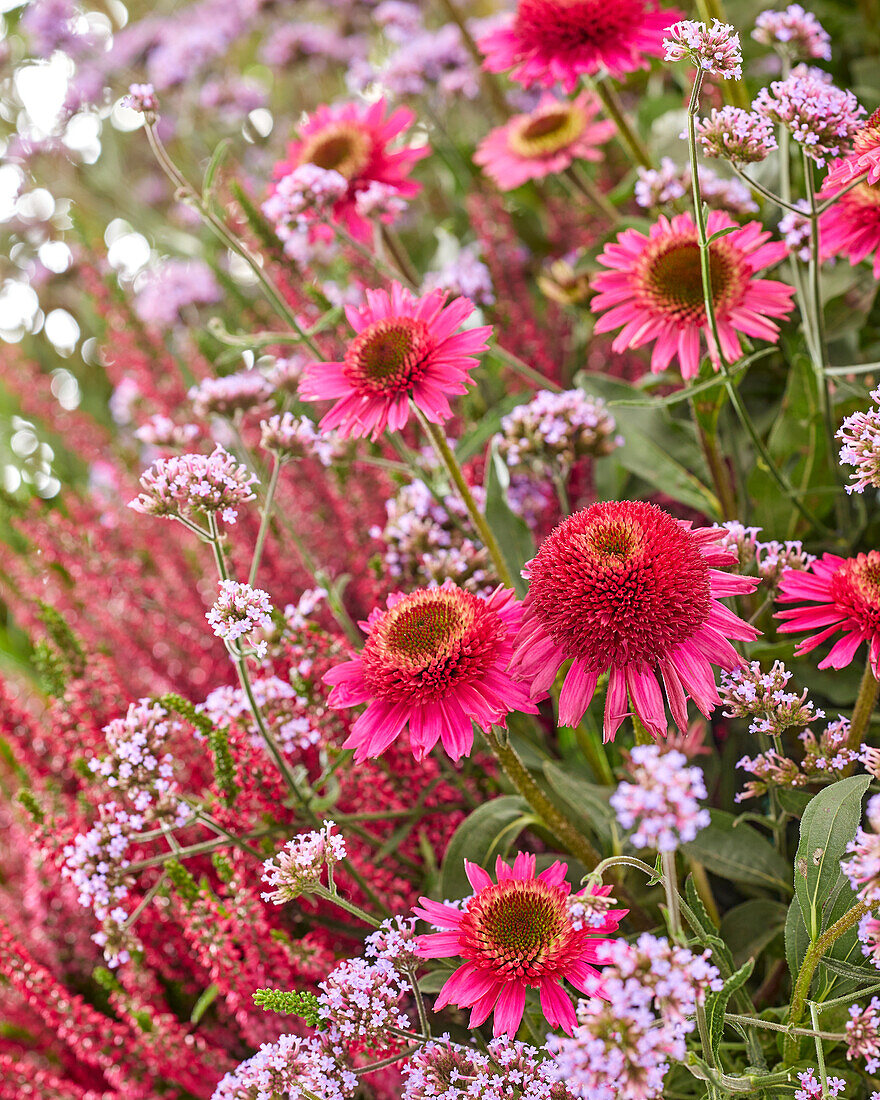 Mehrjährige Blumen im Gaten