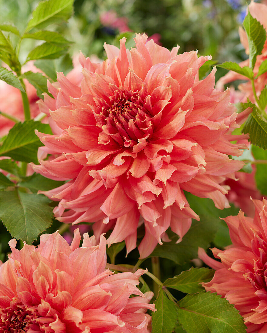 Dahlia Fairway Spur