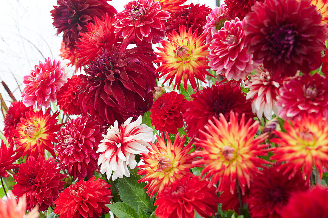 Dahlia Scarlett Mix