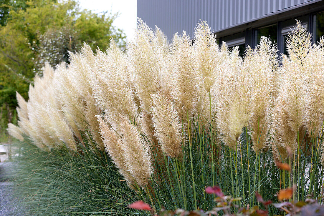 Pampasgras (Cortaderia selloana)