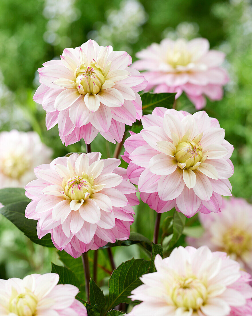 Dahlia Orion