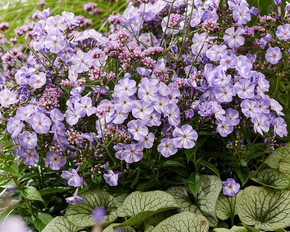 Purple flowering perennial combination