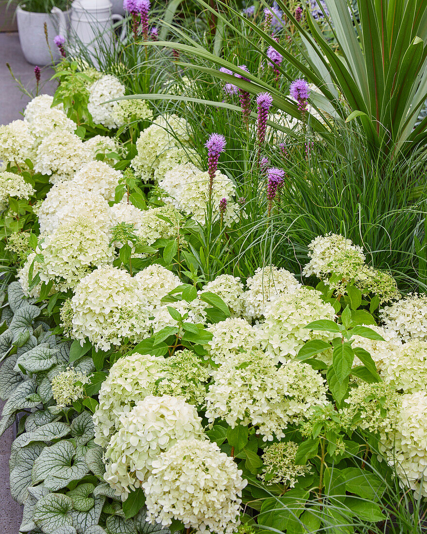 Hydrangea paniculata Little Spooky