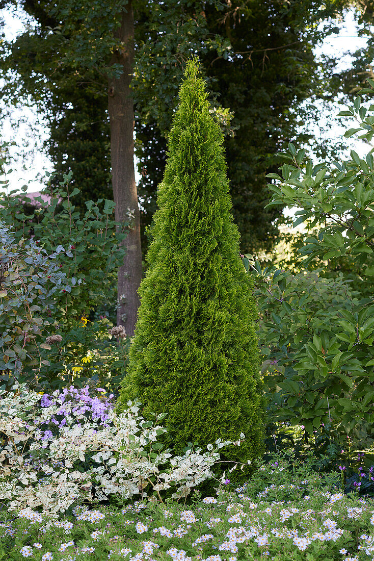 Abendländische Lebensbaum (Thuja occidentalis)