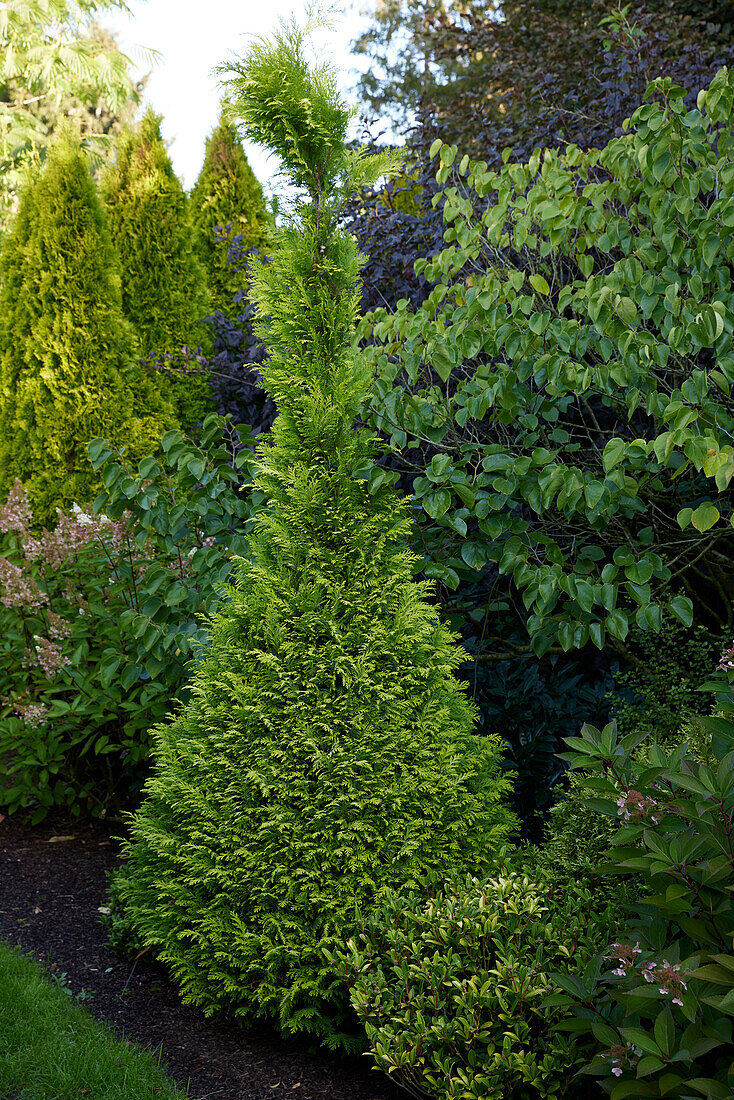 Chamaecyparis lawsoniana Sunny Smile