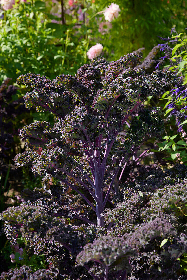 Brassica oleracea, kale