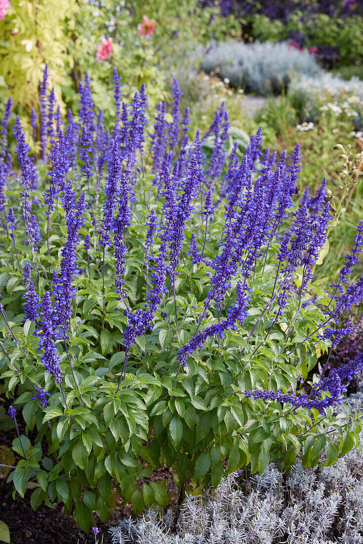 Salvia farinacea