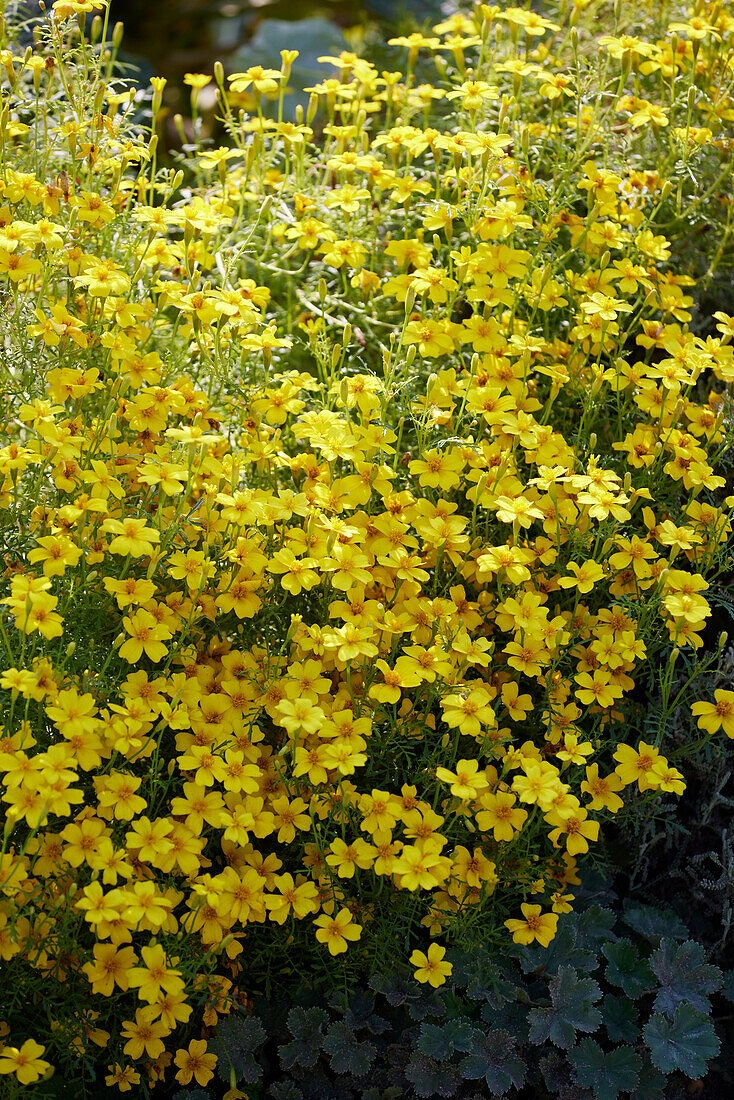 Tagetes tenuifolia