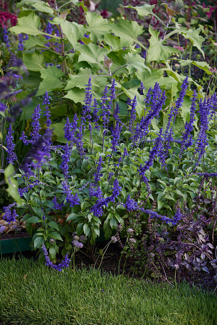 Mehliger Salbei (Salvia farinacea)