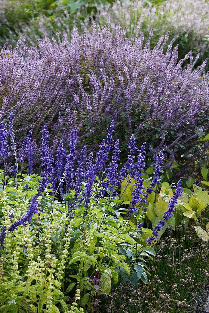 Salvia farinacea