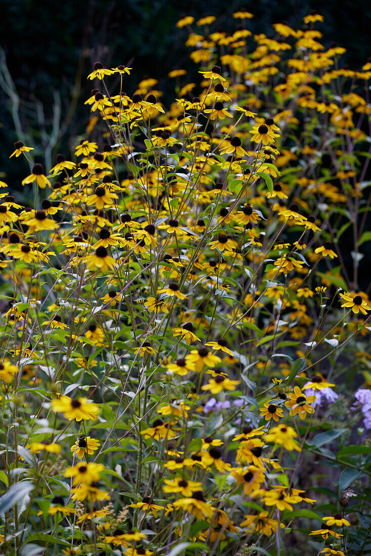 Rudbeckia triloba