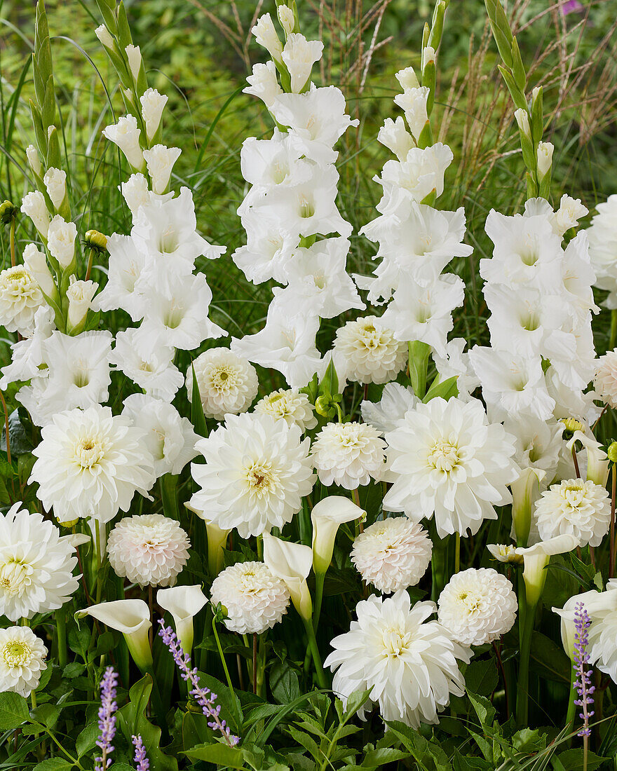 Bright white summer blend