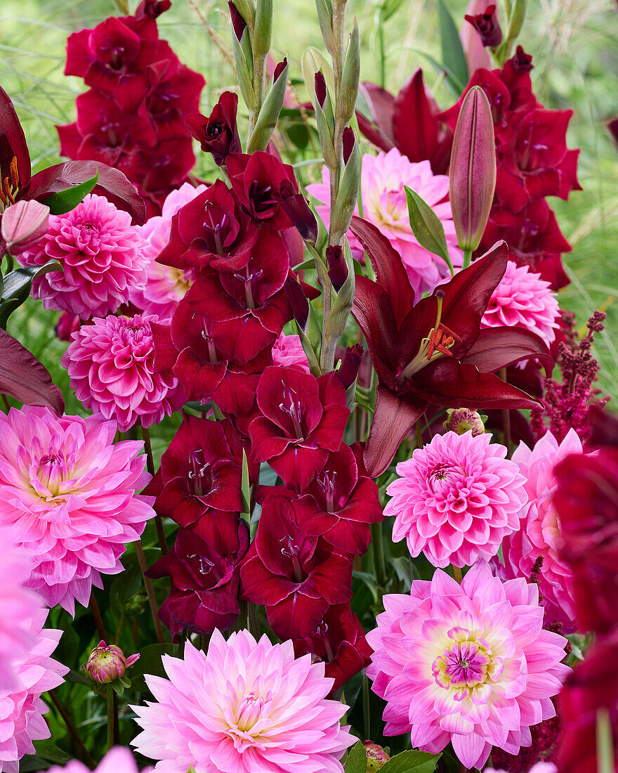 Sommerblumenmischung in Rot und Rosa