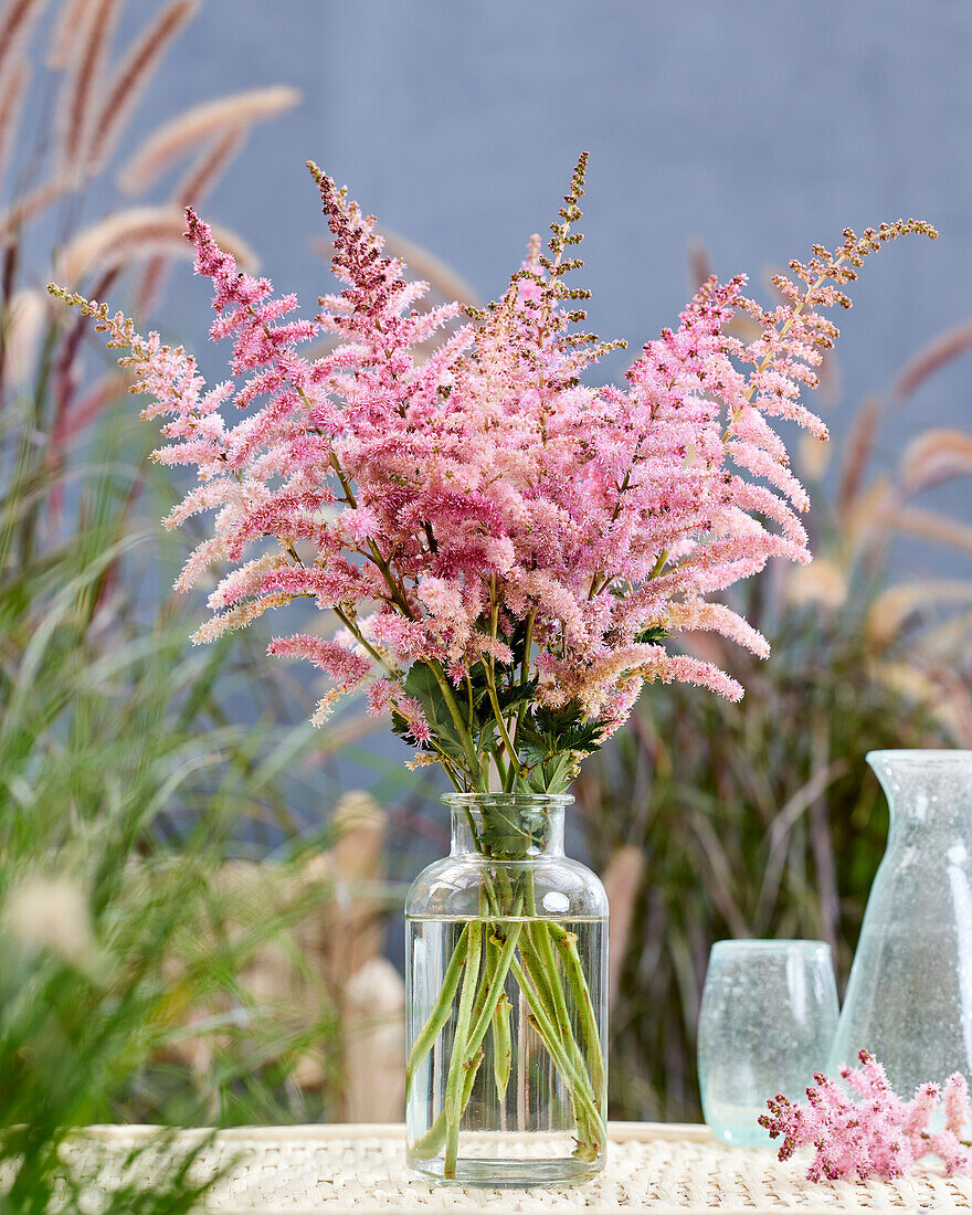 Astilbe Chocolate Kiss