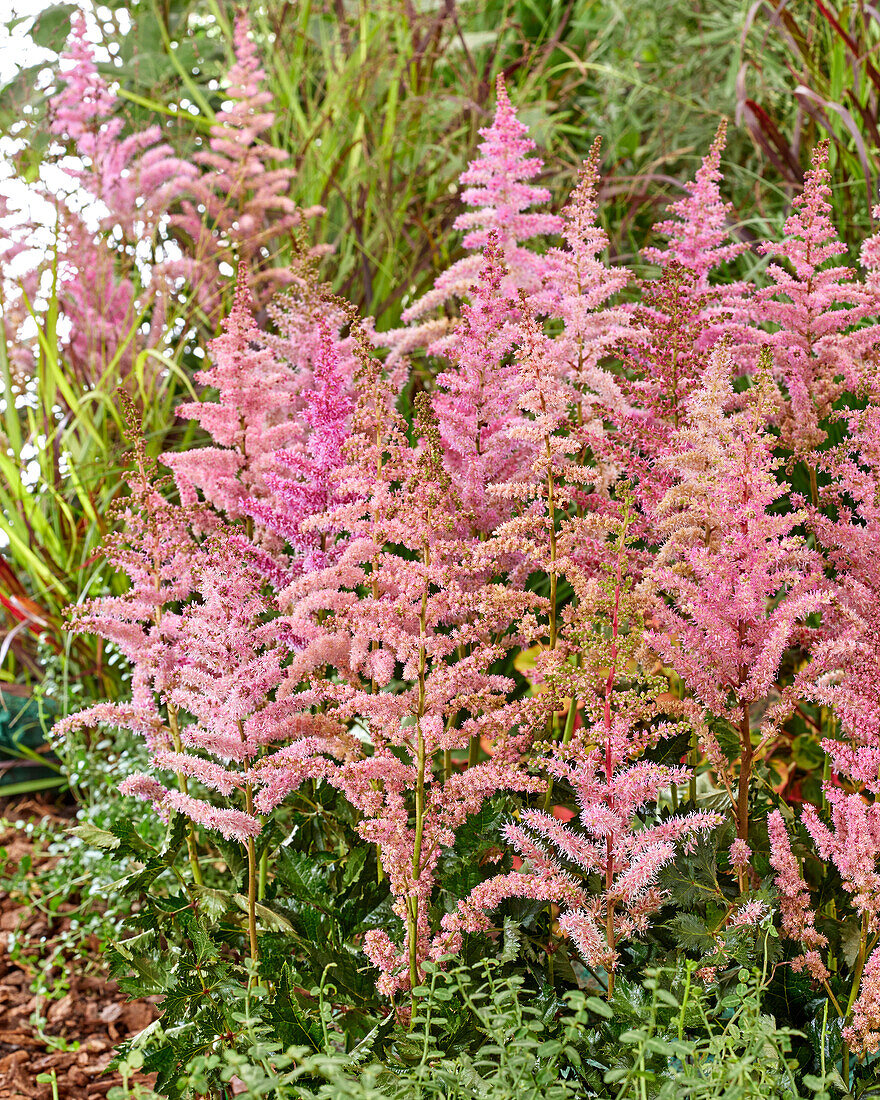 Astilbe Chocolate Kiss