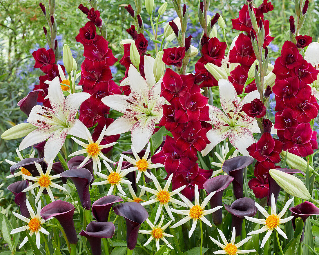 Bunte Sommerblumenmischung mit Gladiolen, Dahlien, Calla und Lilien