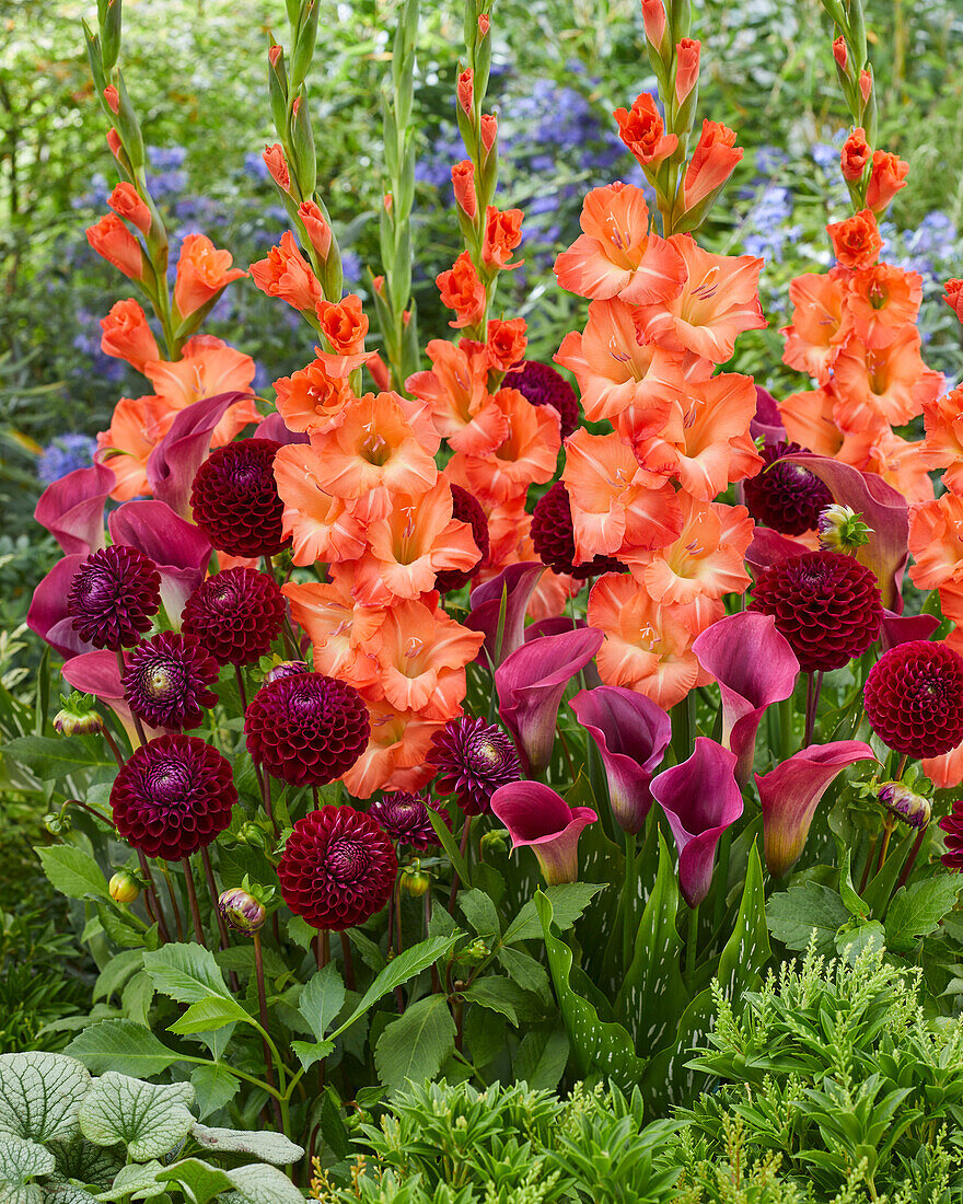 Orange and red flowerbulb combination