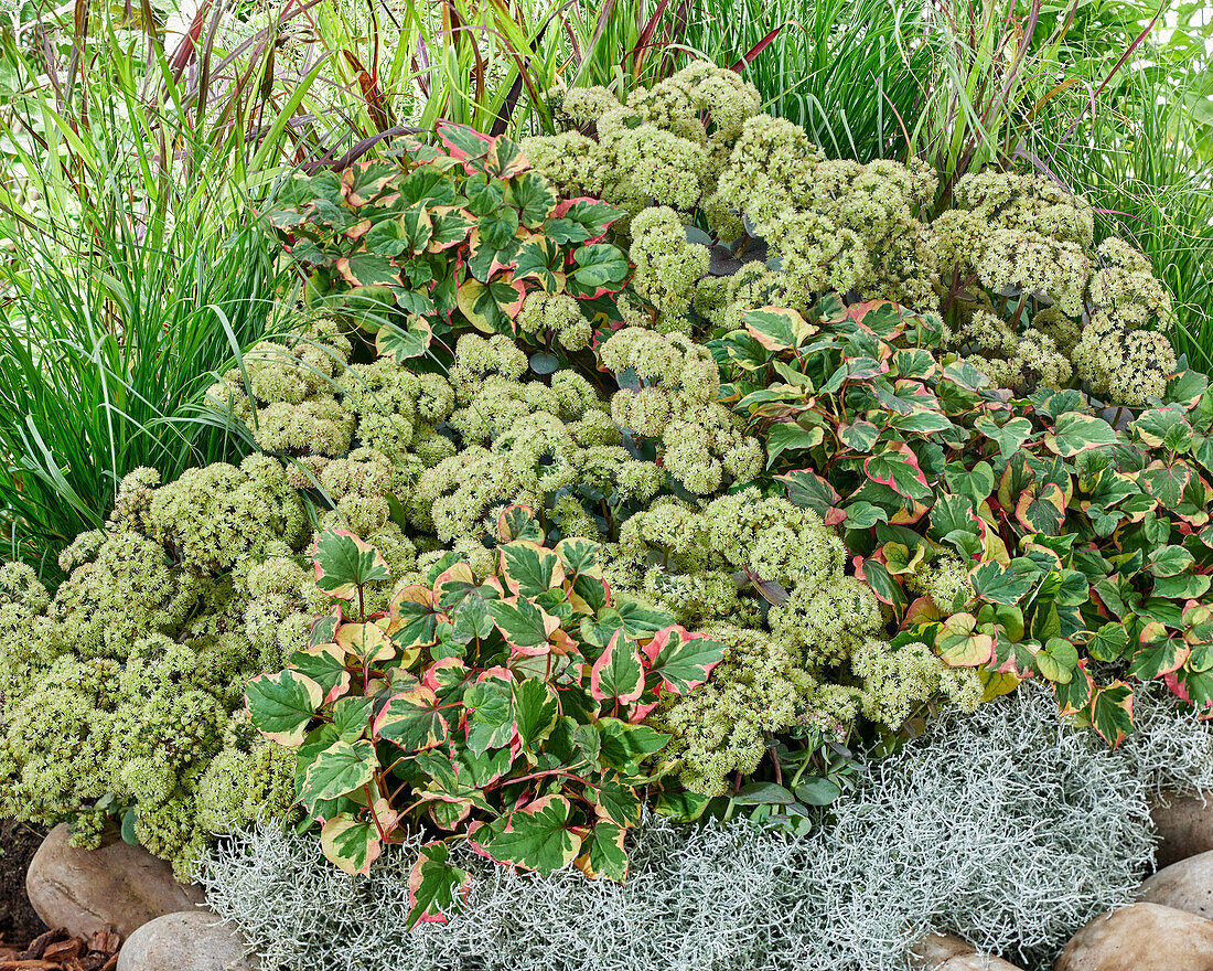 Gartenbeet mit mehrjährigen Pflanzen