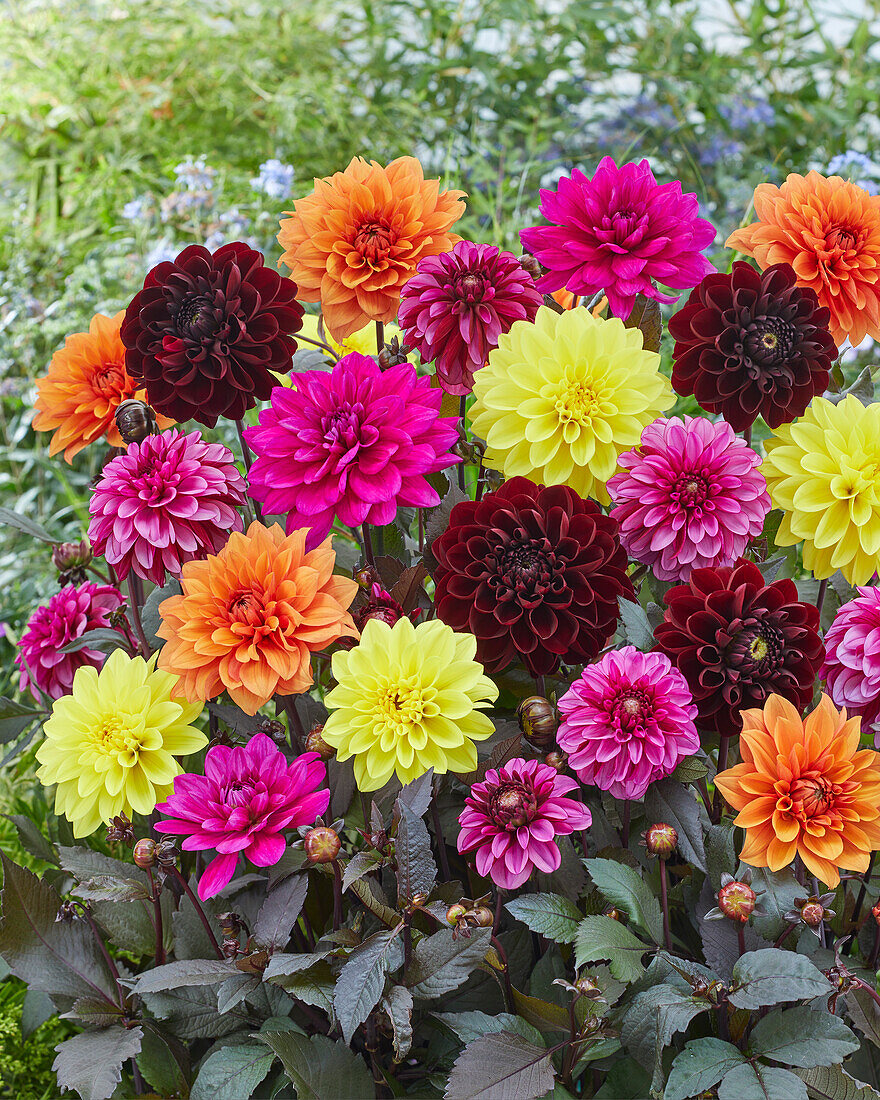 Dahlia mixed colour blend