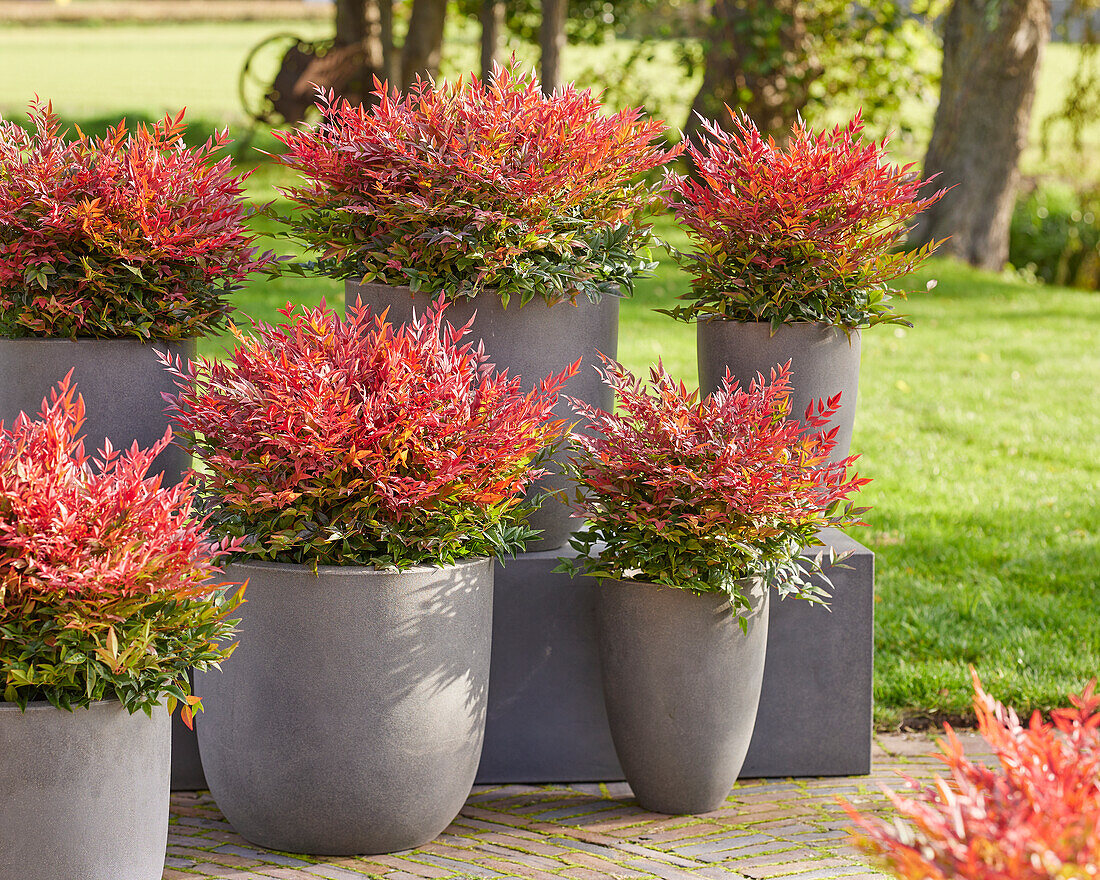 Himmelsbambus (Nandina domestica) 'Obsessed'