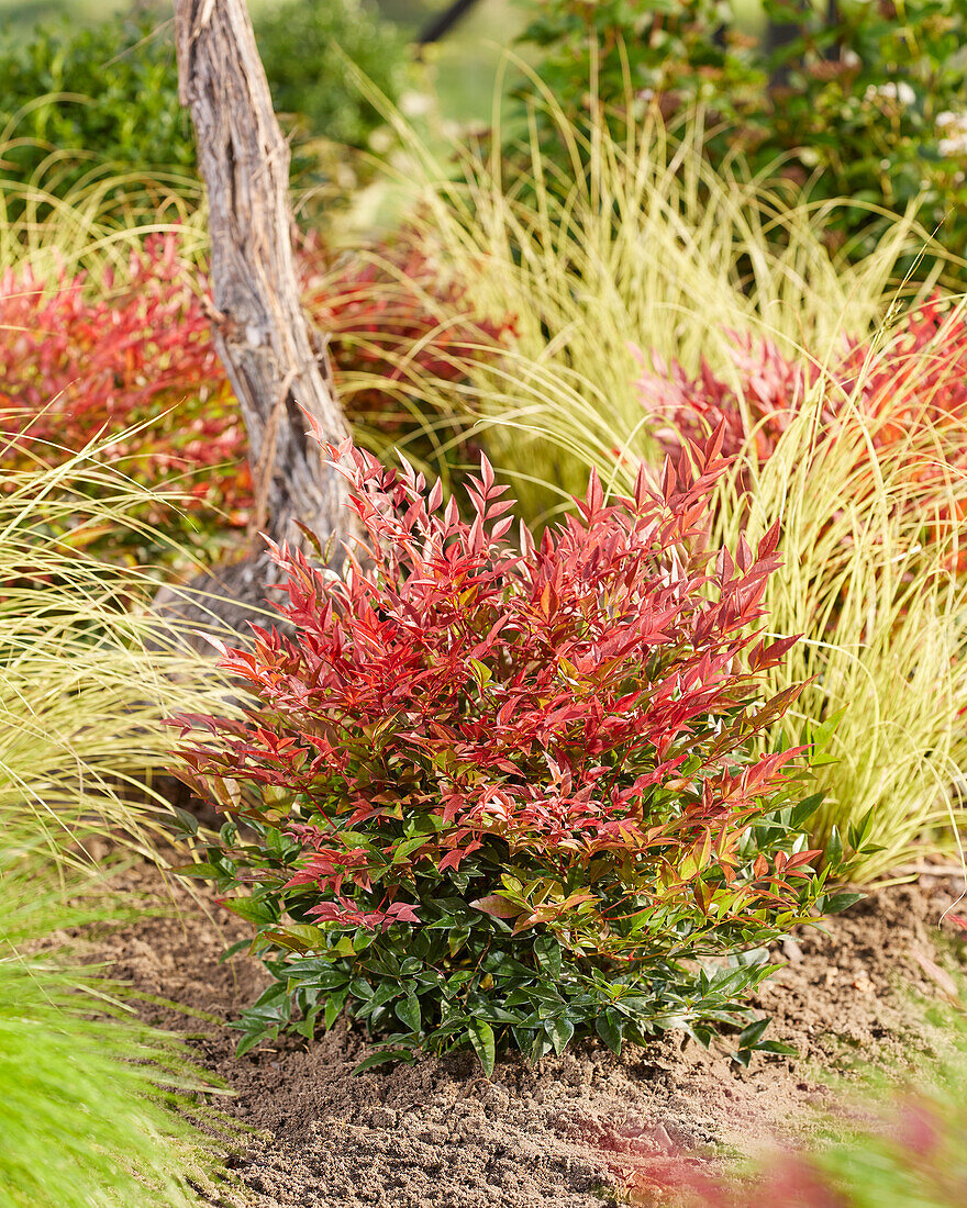 Nandina domestica Obsessed