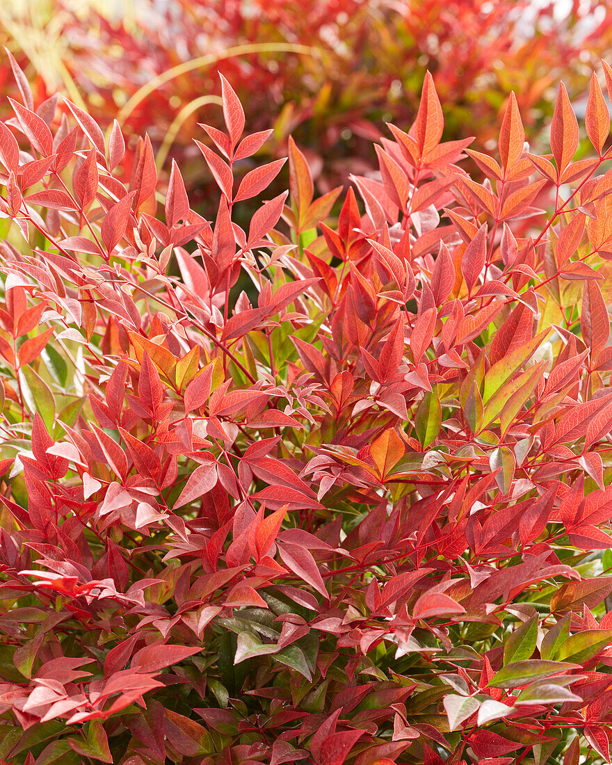 Himmelsbambus (Nandina domestica) 'Obsessed'