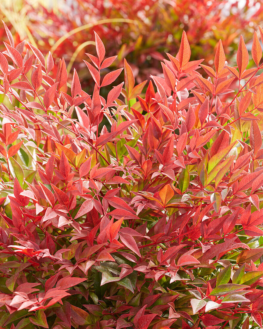 Nandina domestica Obsessed