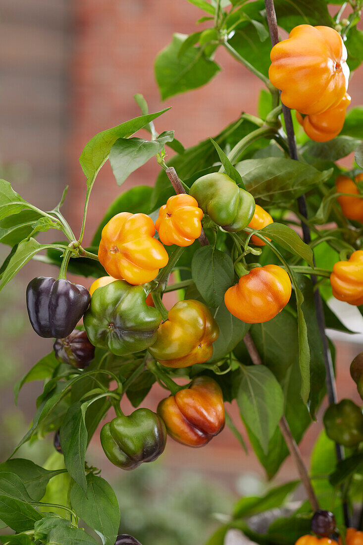 Paprika (Capsicum annuum) '20-808'