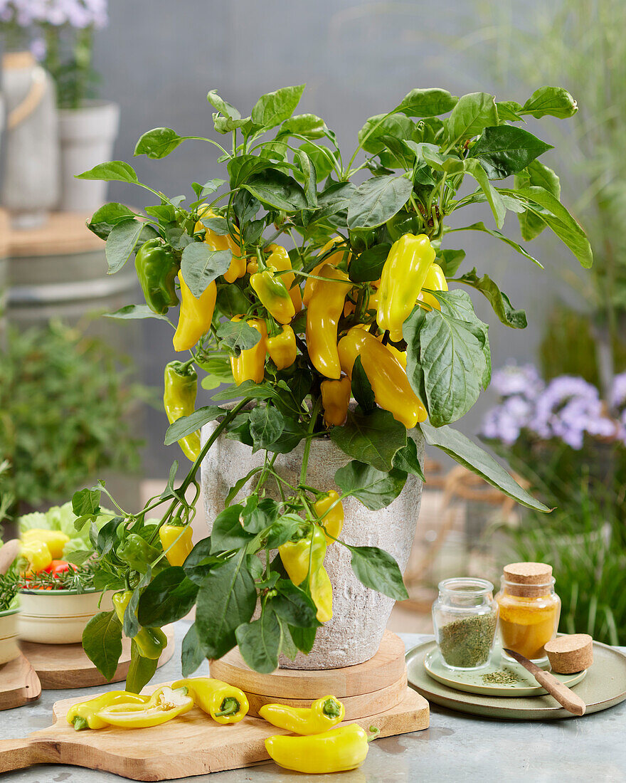 Paprika (Capsicum annuum) gelb