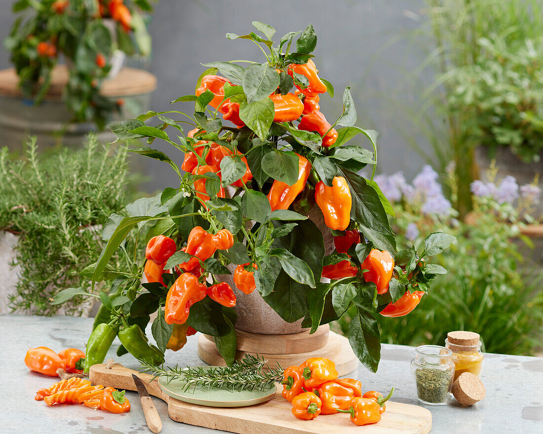 Capsicum annuum orange