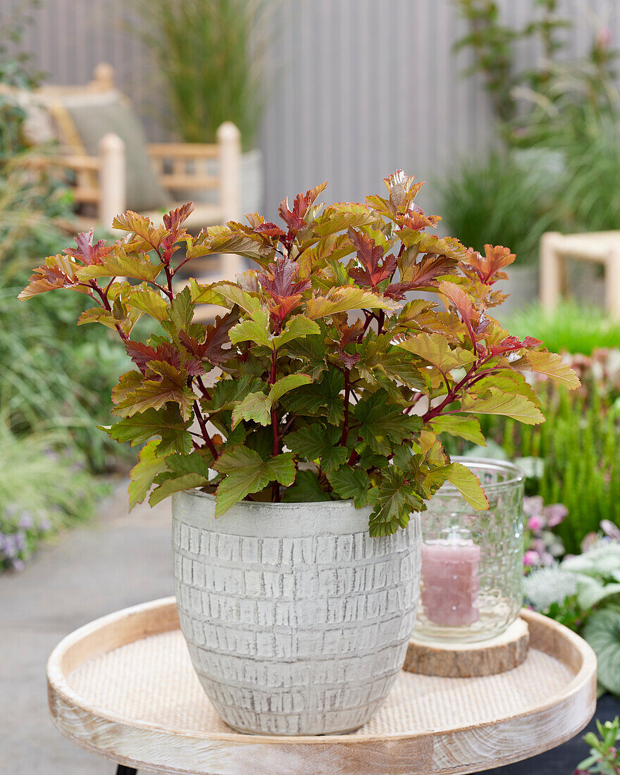 Physocarpus opulifolius Magic Ball