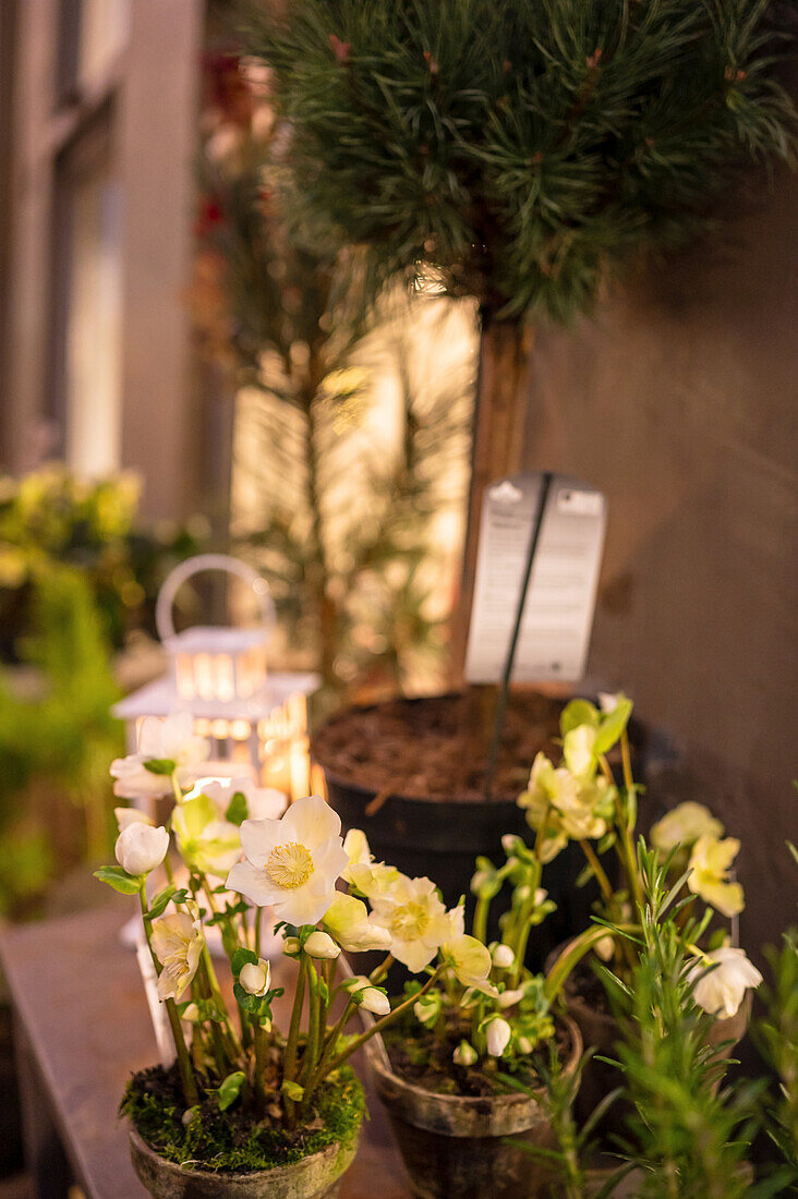 Hellebores in flowerpots