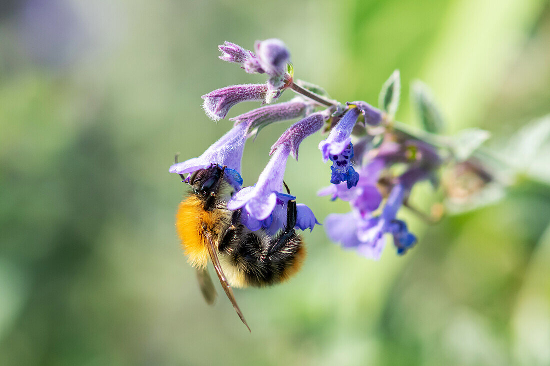 Hummel in Katzenminze (Nepeta cataria)