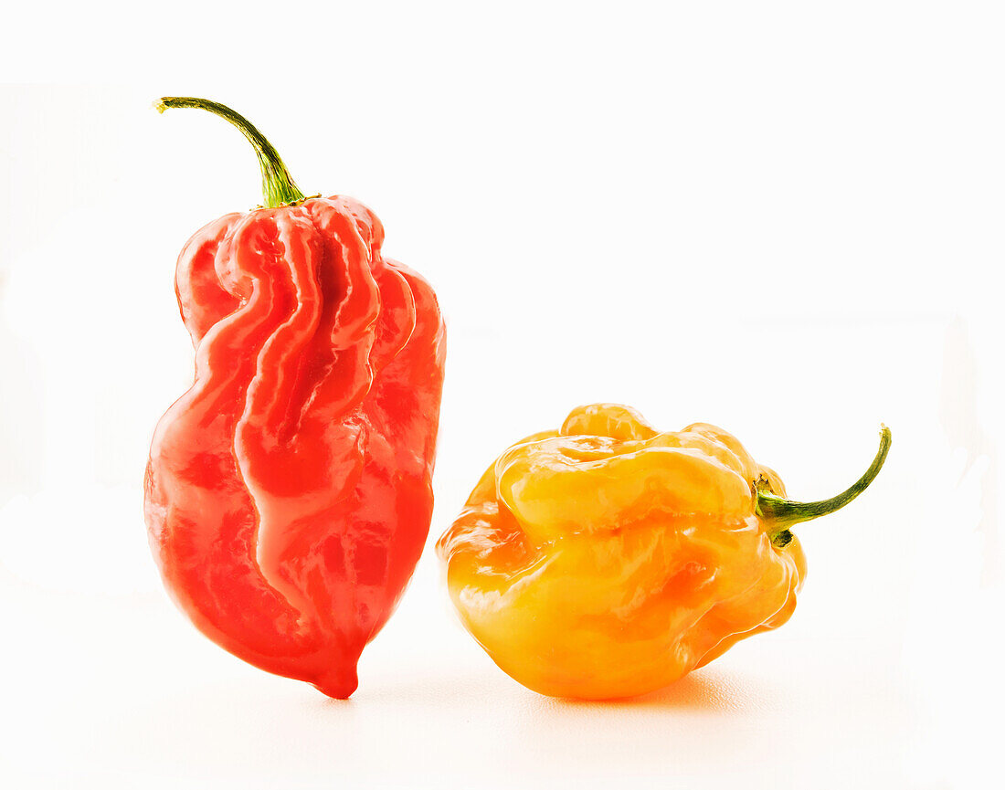 Roter und gelber Habanero-Pepper