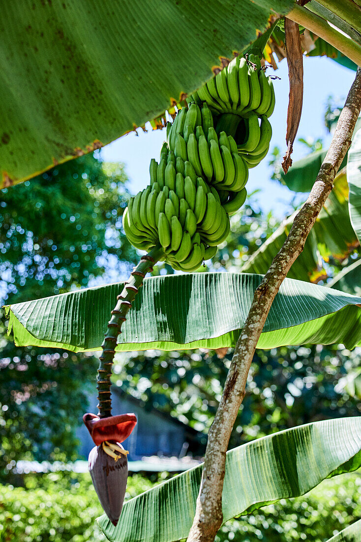 Bananenstaude mit Blüte (Seychellen)