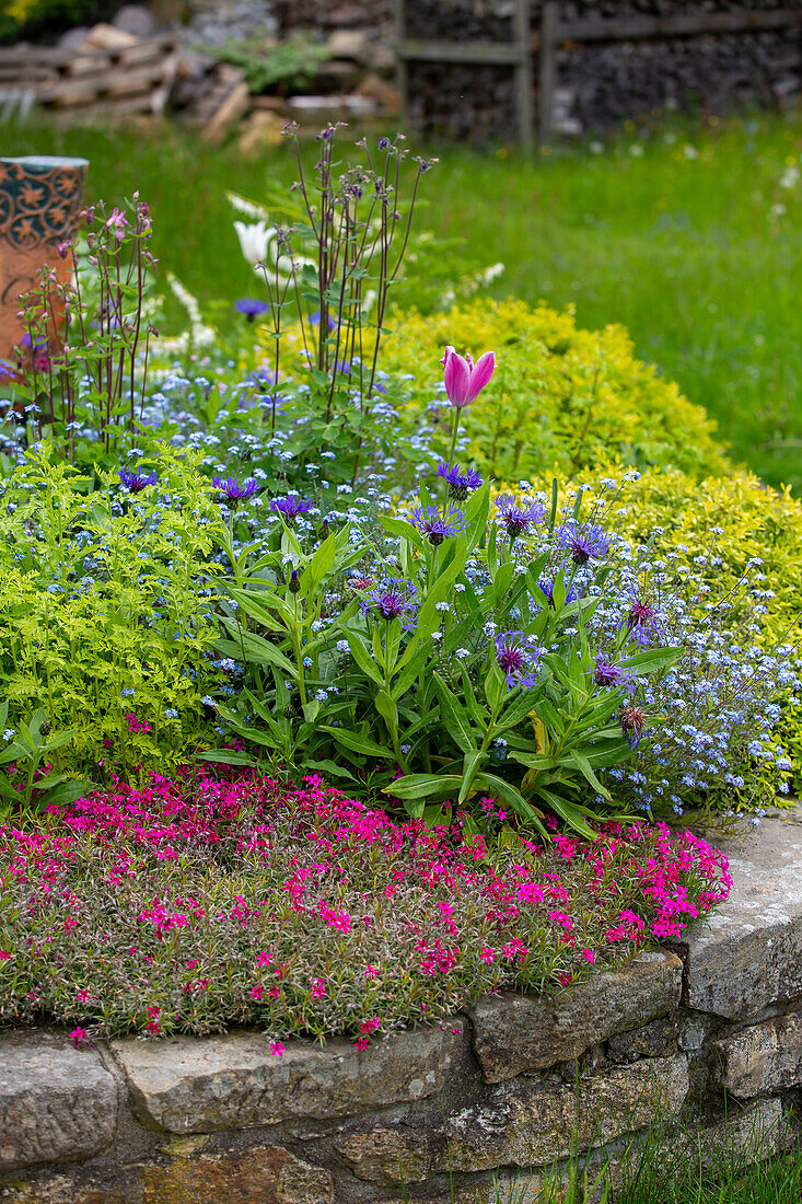 Blue mountain knapweed (Centaurea montana) in a border with cushion phlox, forget-me-nots, columbine and tulips
