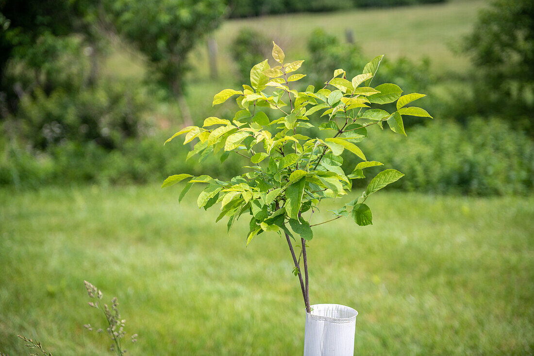 Tree planting