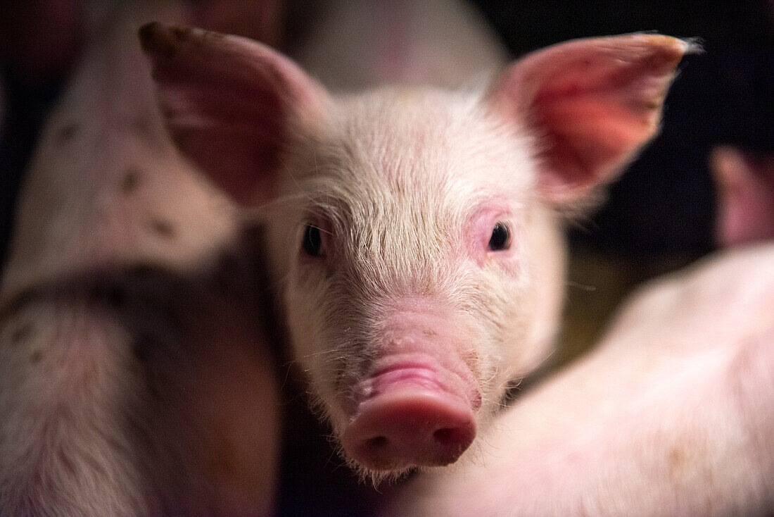 Curious piglet looking on from its pen