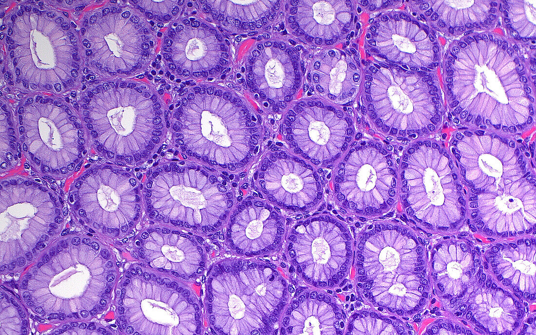 Stomach glands, light micrograph