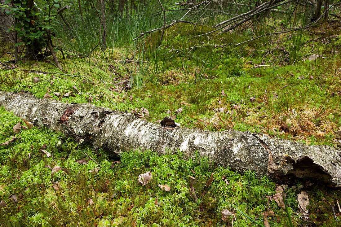 Sphagnum sp. moss coating a dead birch trunk