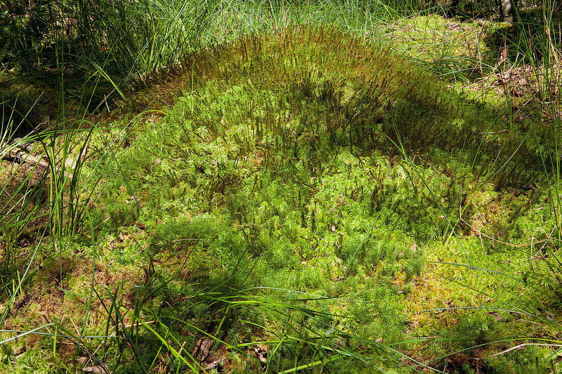 Sphagnum sp. moss in undergrowth