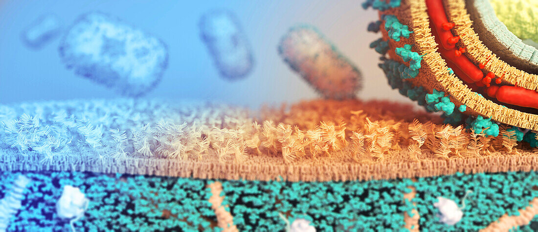Monkeypox virus binding to host cell, illustration