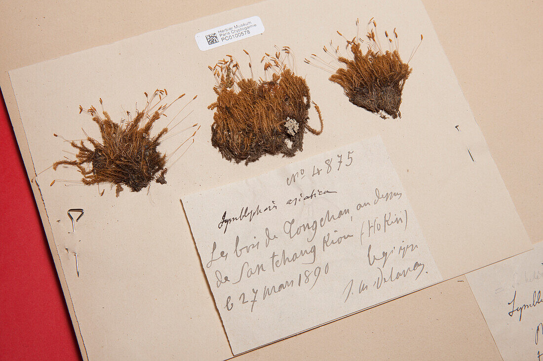 Plate of moss at Museum of Natural History, Paris, USA